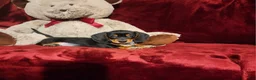 Miniature Dachshund dogs for sale: JASPER  - Ad 6