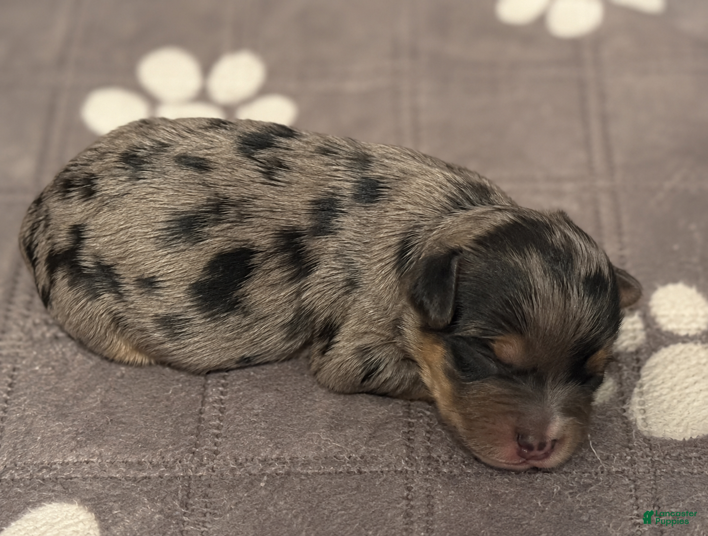 Yorkshire Terrier dogs for sale:  Merle beauty  - Ad 4
