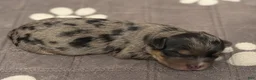 Yorkshire Terrier dogs for sale:  Merle beauty  - Ad 1
