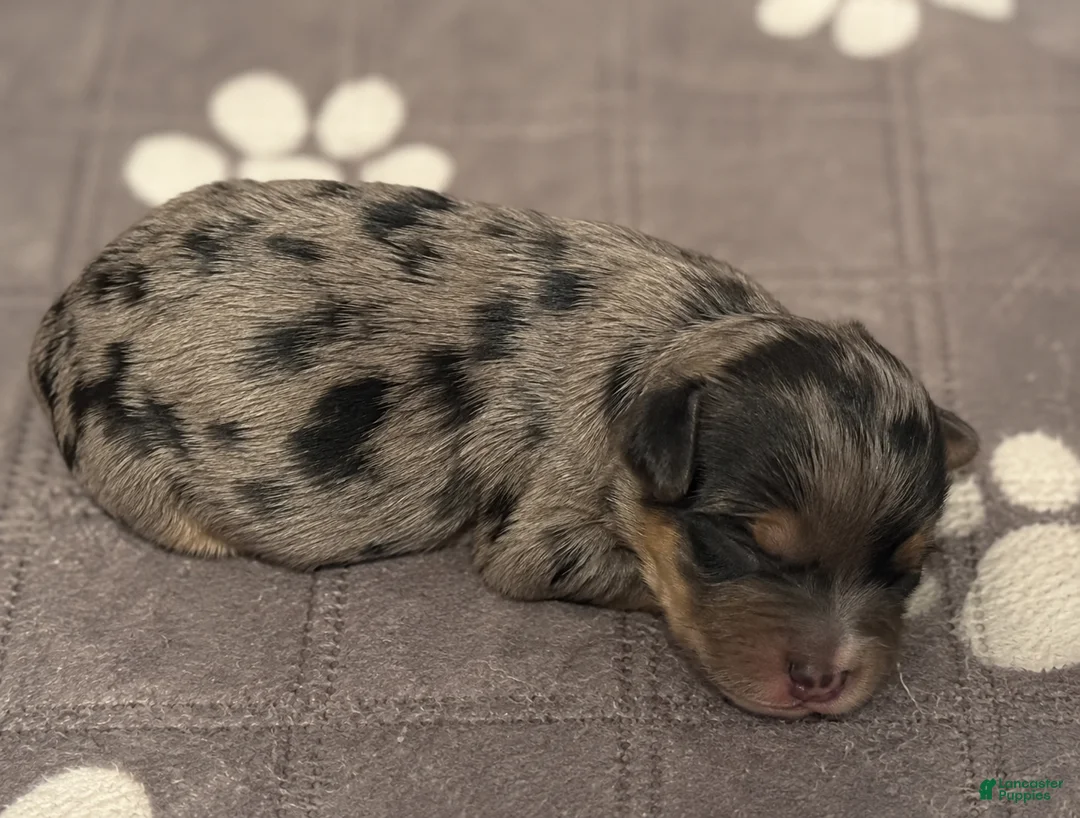 Yorkshire Terrier dogs for sale:  Merle beauty  - Ad 1