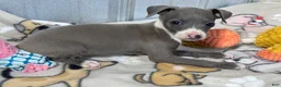 Italian Greyhound dogs for sale: Buzz - Ad 3
