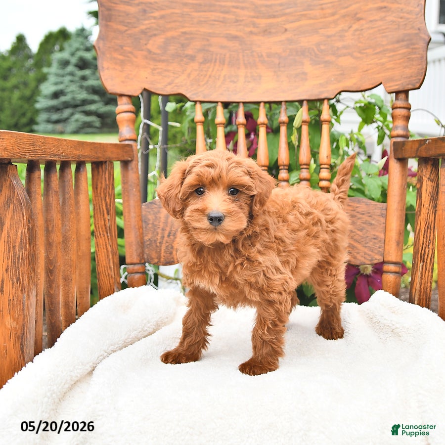 Mini Goldendoodle dogs Ripley - Ad 1