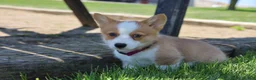 Welsh Corgi Pembroke dogs for sale: Winnie  - Ad 8