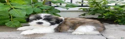 Teddy Bear dogs for sale: Prince - Ad 5