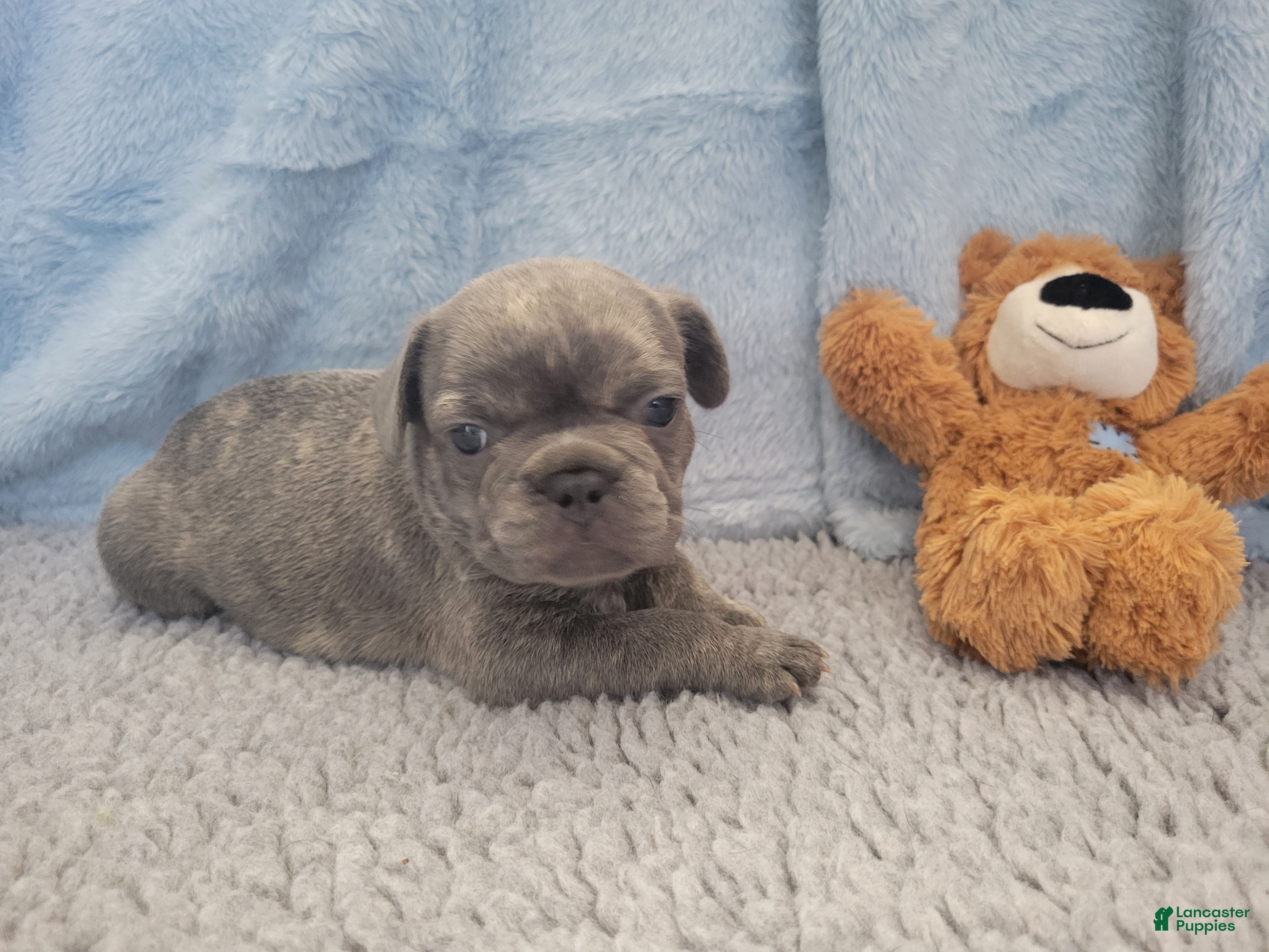 French Bulldog dogs for sale: James - Ad 2