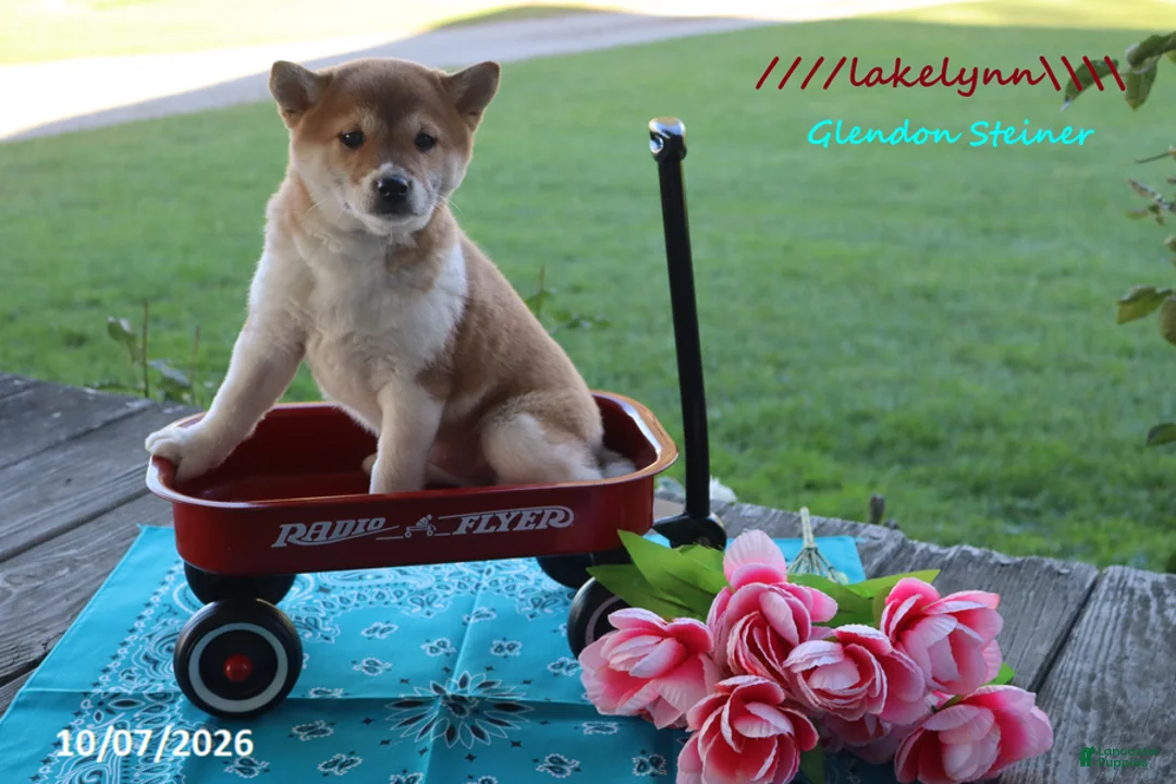 Shiba Inu dogs for sale: Lakelynn - Ad 1
