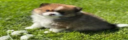 Pomeranian dogs for sale: Moppet - Ad 10