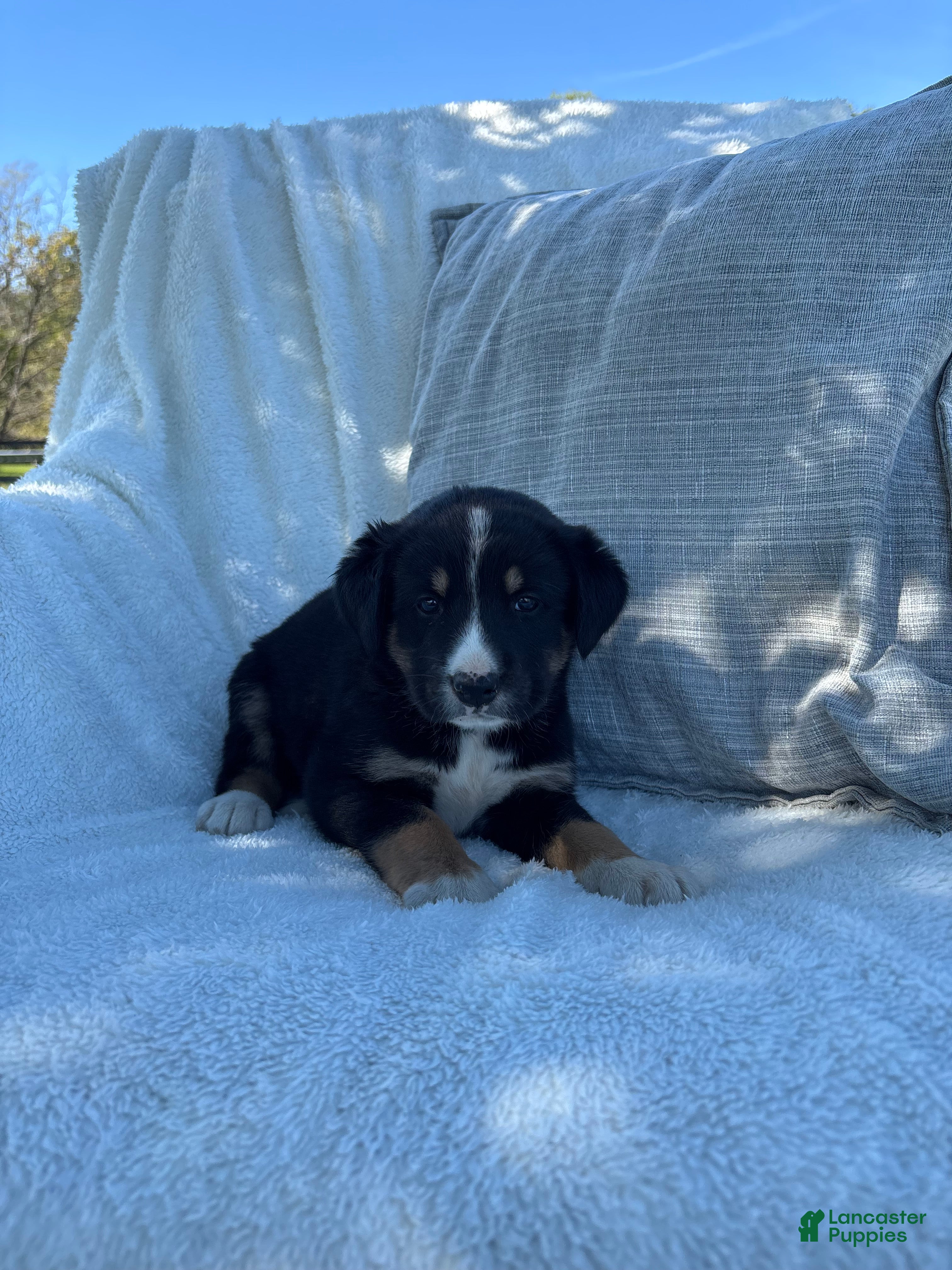 Mixed Breed dogs Mixed Breed 1 - Ad 2