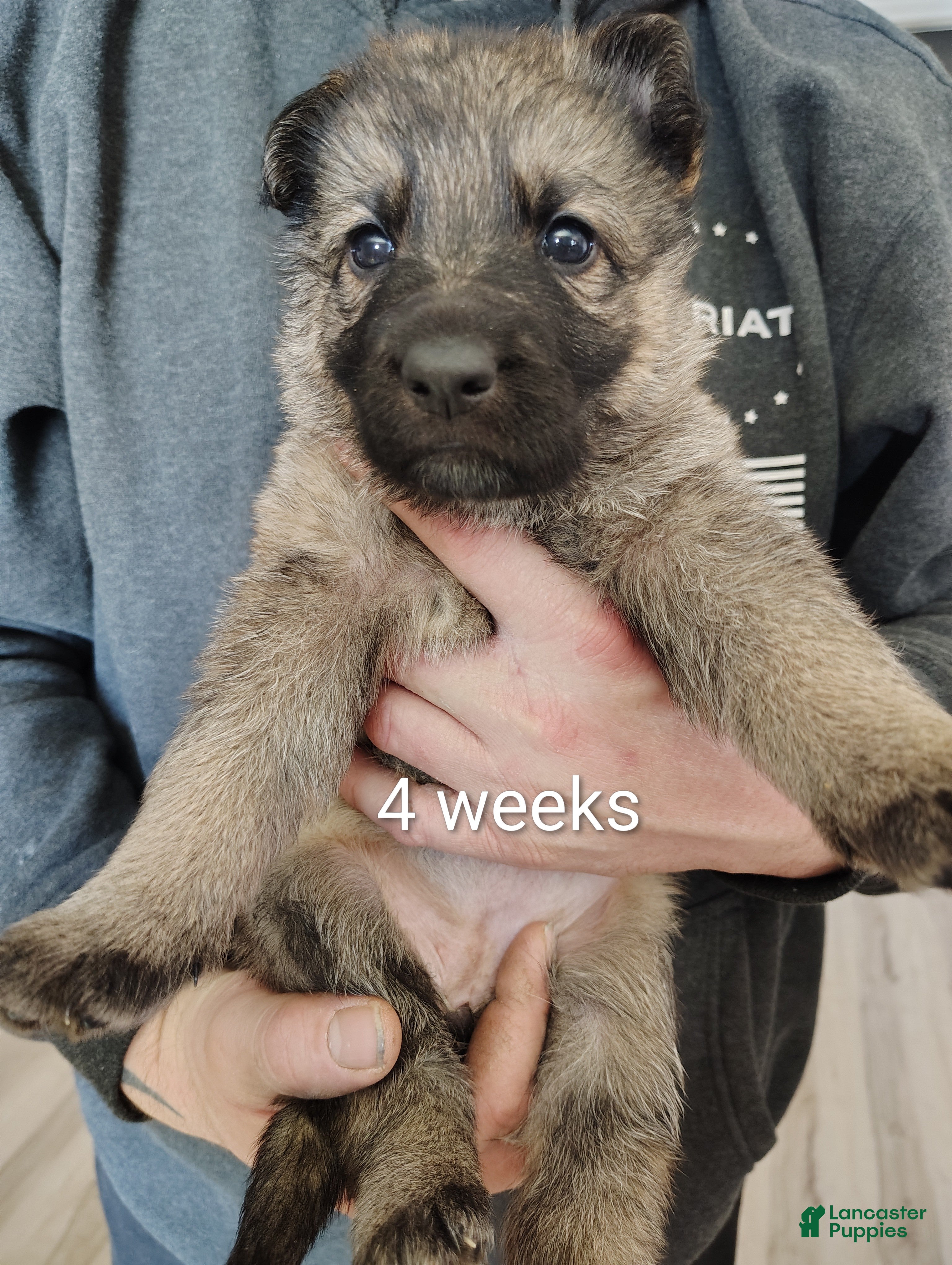 German Shepherd dogs Lilly - Ad 1