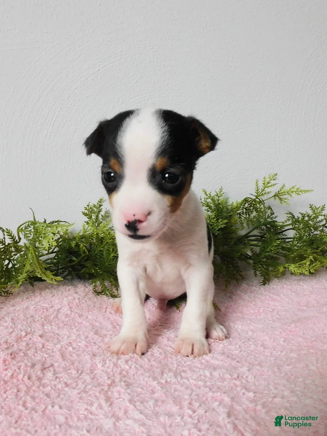 Jack Russell Terrier dogs for sale: Tinker - Ad 5