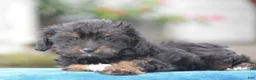 Yorkiepoo dogs for sale: Anya - Ad 10