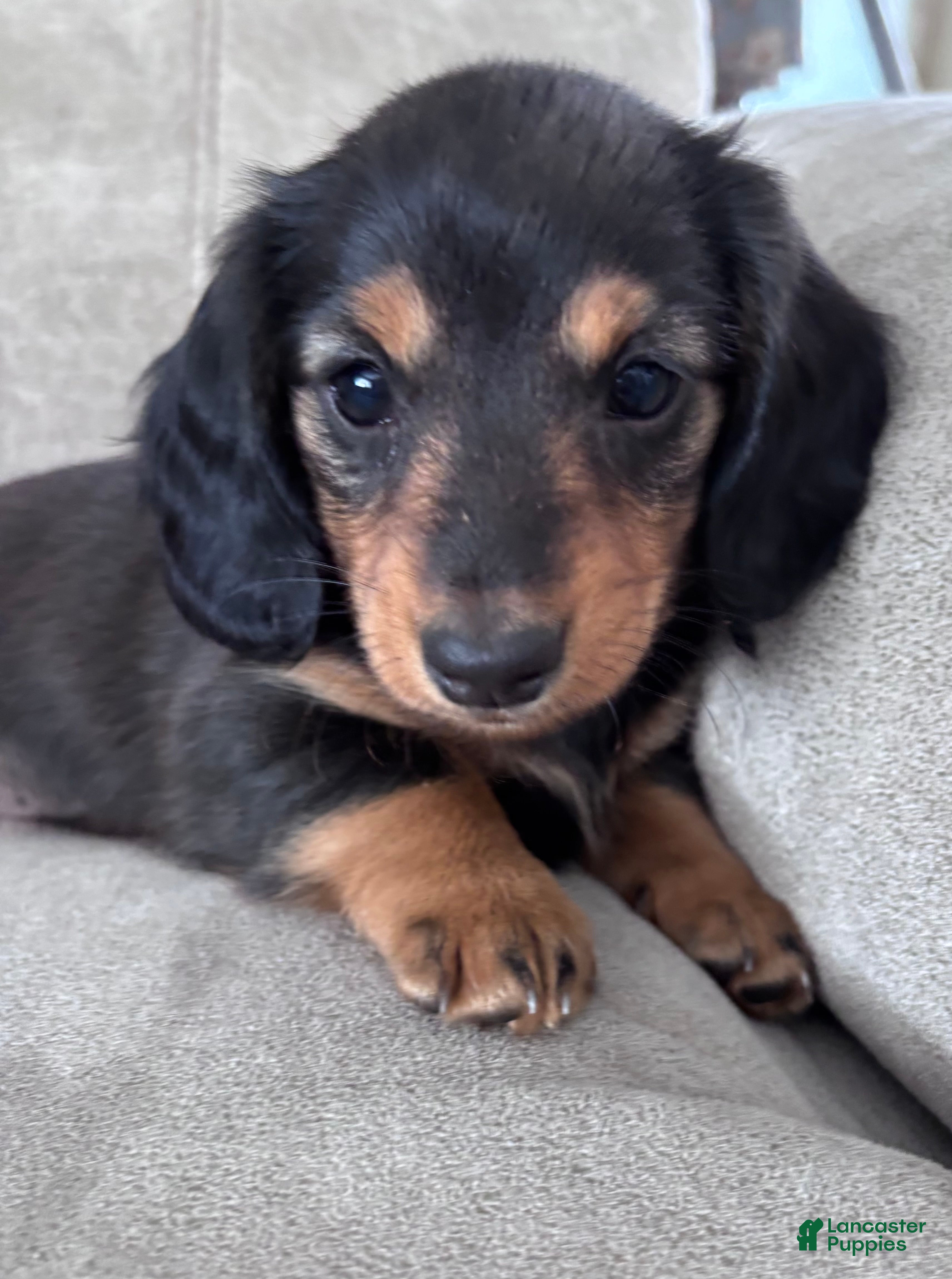 Miniature Dachshund dogs Raven - Ad 10