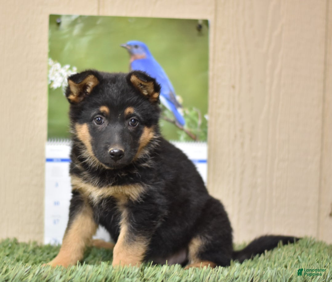 Gallery Image {{count}}