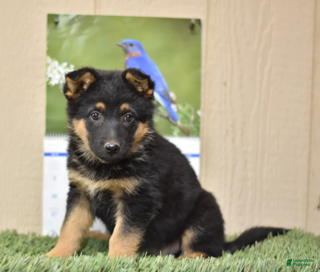 Gallery Image {{count}}