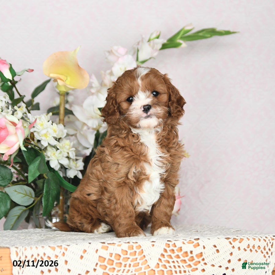 Cavapoo dogs Ilene - Ad 40