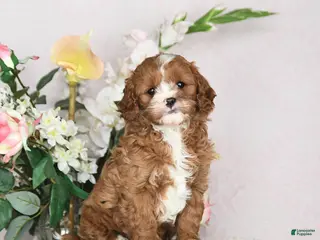 Cavapoo dogs Ilene - Ad 40