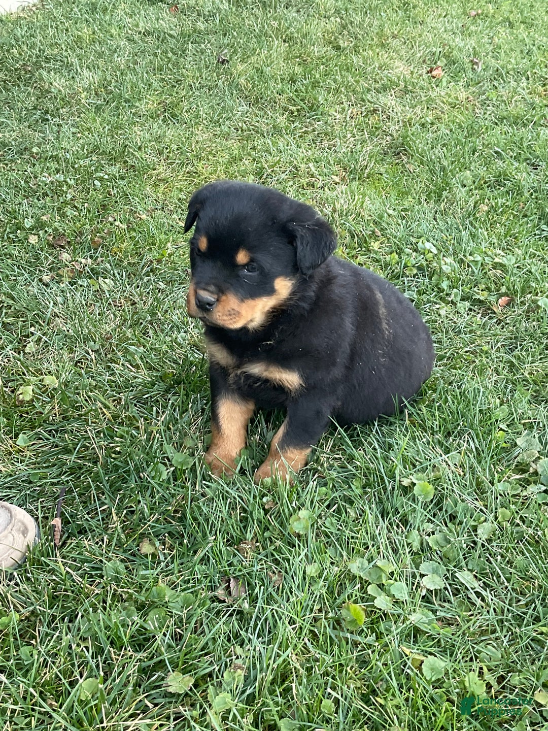 Rottweiler dogs for sale: Rottweiler Puppy 1 - Ad 5