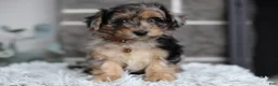 Maltipoo dogs for sale: Pebbles - Ad 13