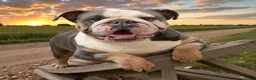 English Bulldog dogs for sale: Blue Beauty - Ad 7