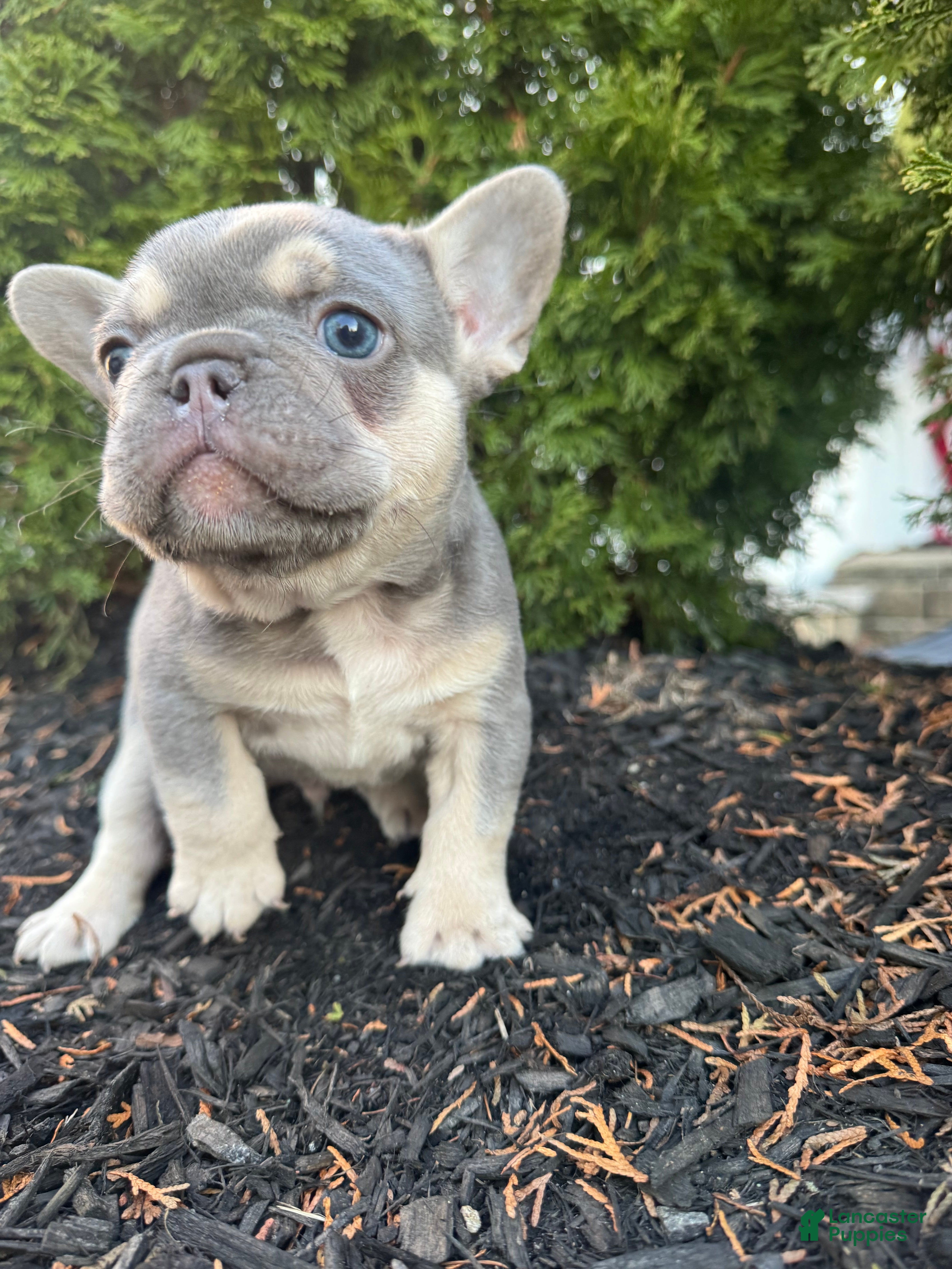 French Bulldog dogs Blue - Ad 1
