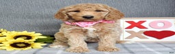 Standard Poodle dogs for sale: Camilla  - Ad 2