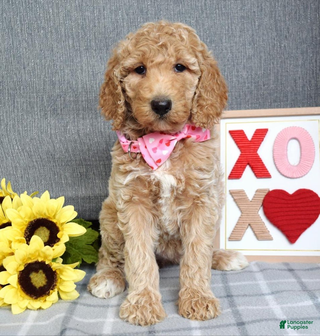 Standard Poodle dogs for sale: Camilla  - Ad 2