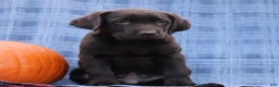 Labrador Retriever dogs for sale: John  - Ad 3