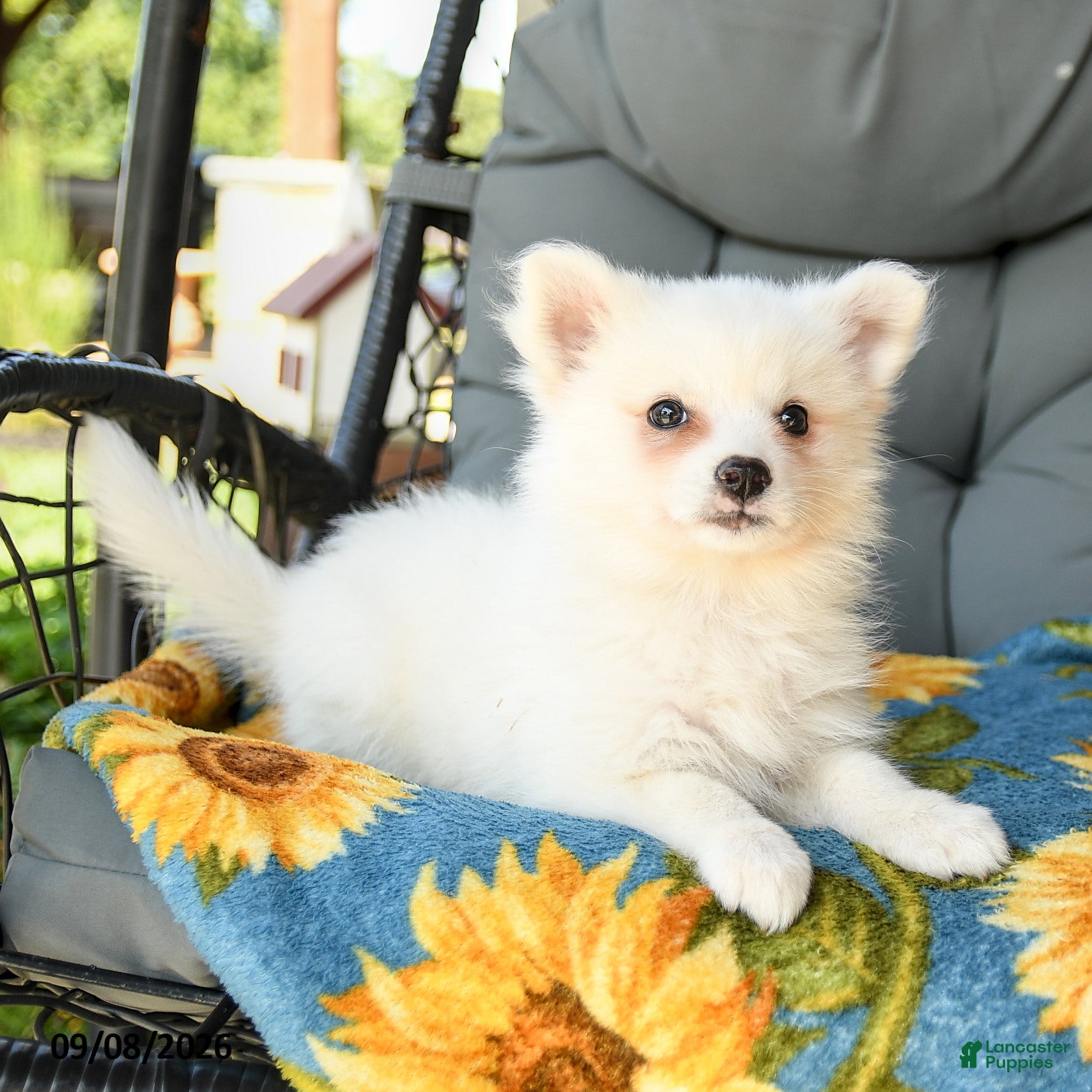 American Eskimo dogs Frances - Ad 2