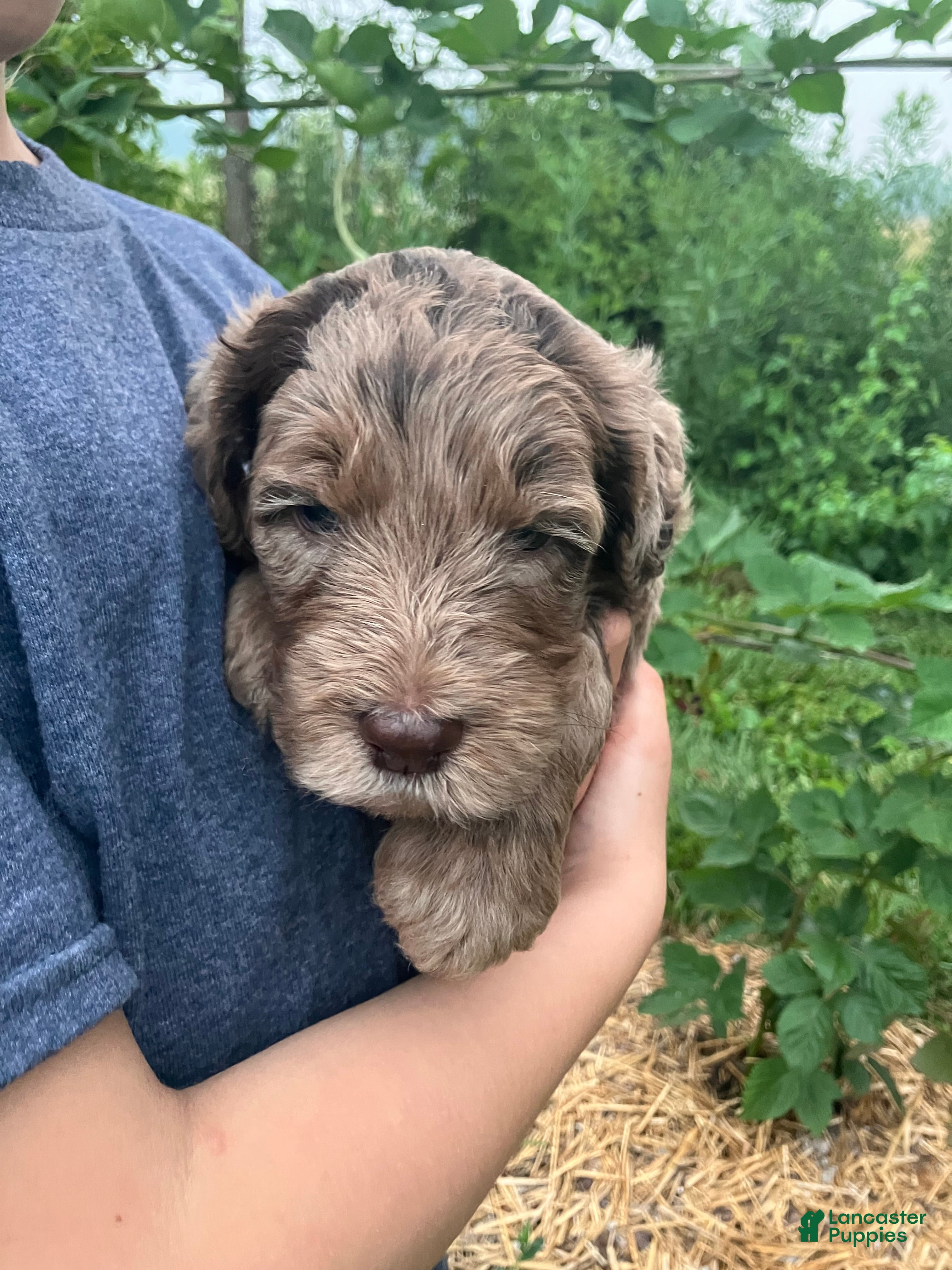 Labradoodle dogs Freckles - Ad 2