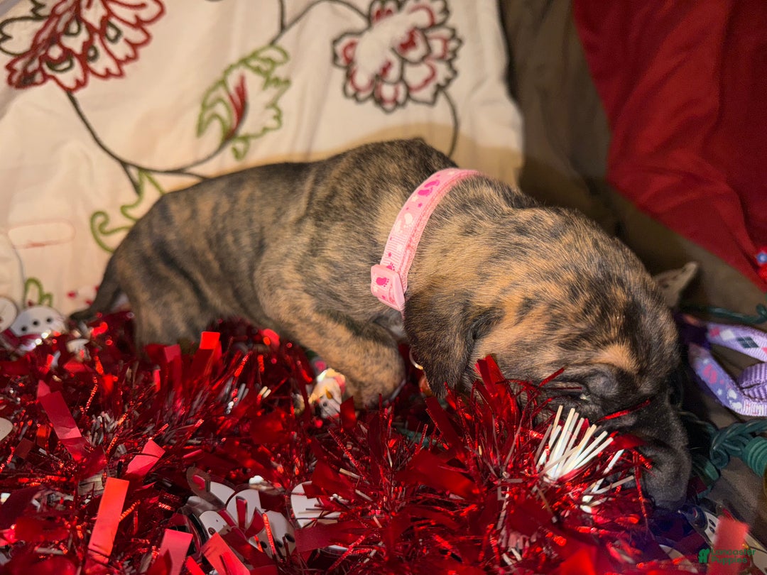 Great Dane dogs for sale: Erica - Ad 7