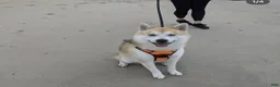 Pomsky dogs for sale: Troy - Ad 8