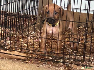 Rhodesian Ridgeback dogs Rhodesian Ridgeback Puppy 10 yellow collar - Ad 17