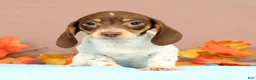 Miniature Dachshund dogs for sale: Autumn - Ad 3