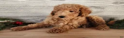 Mini Goldendoodle dogs for sale: Nash - Ad 16