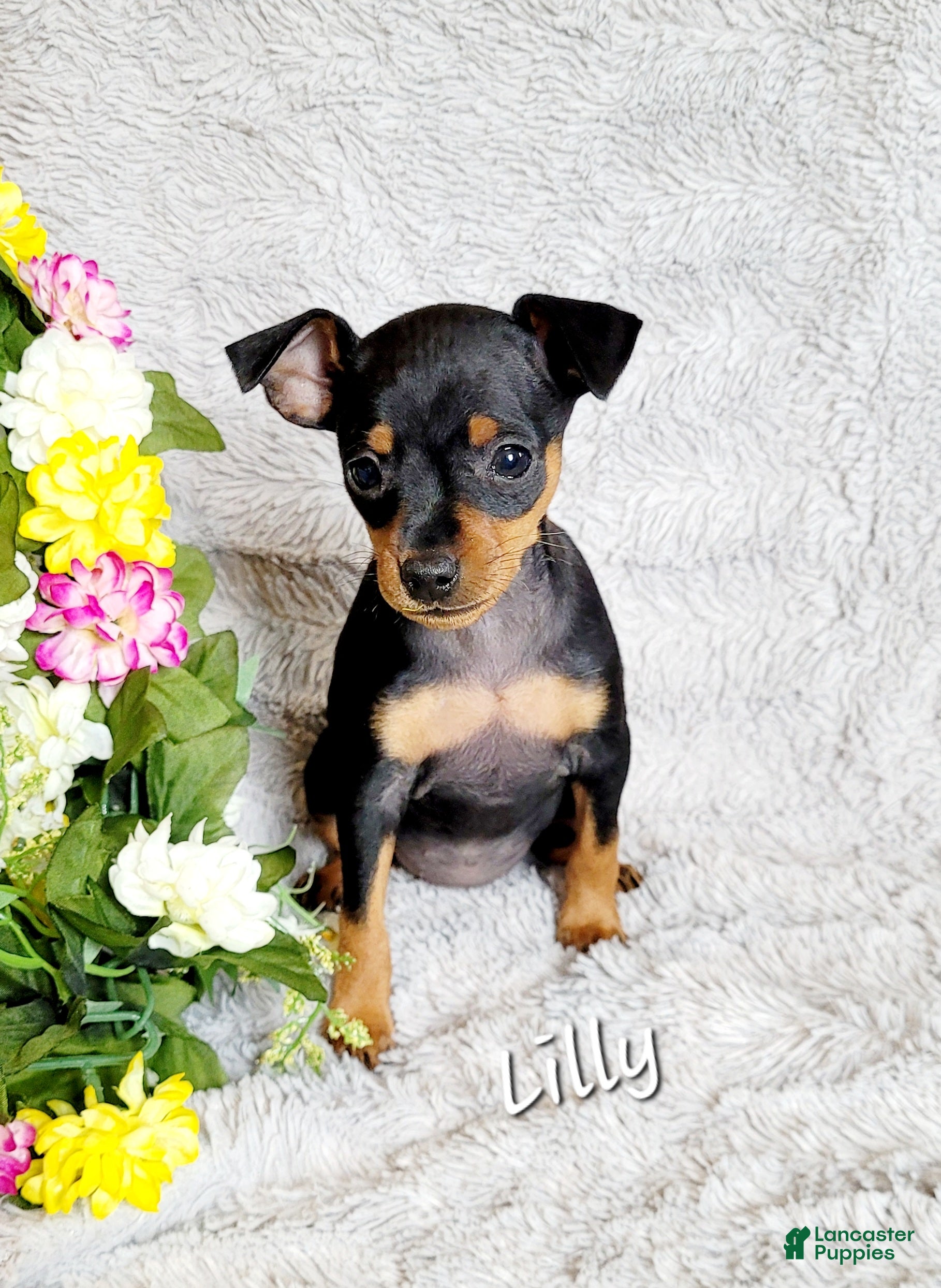 Miniature Pinscher dogs Lilly  - Ad 22