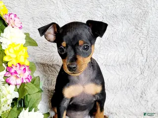 Miniature Pinscher dogs Lilly - Ad 20