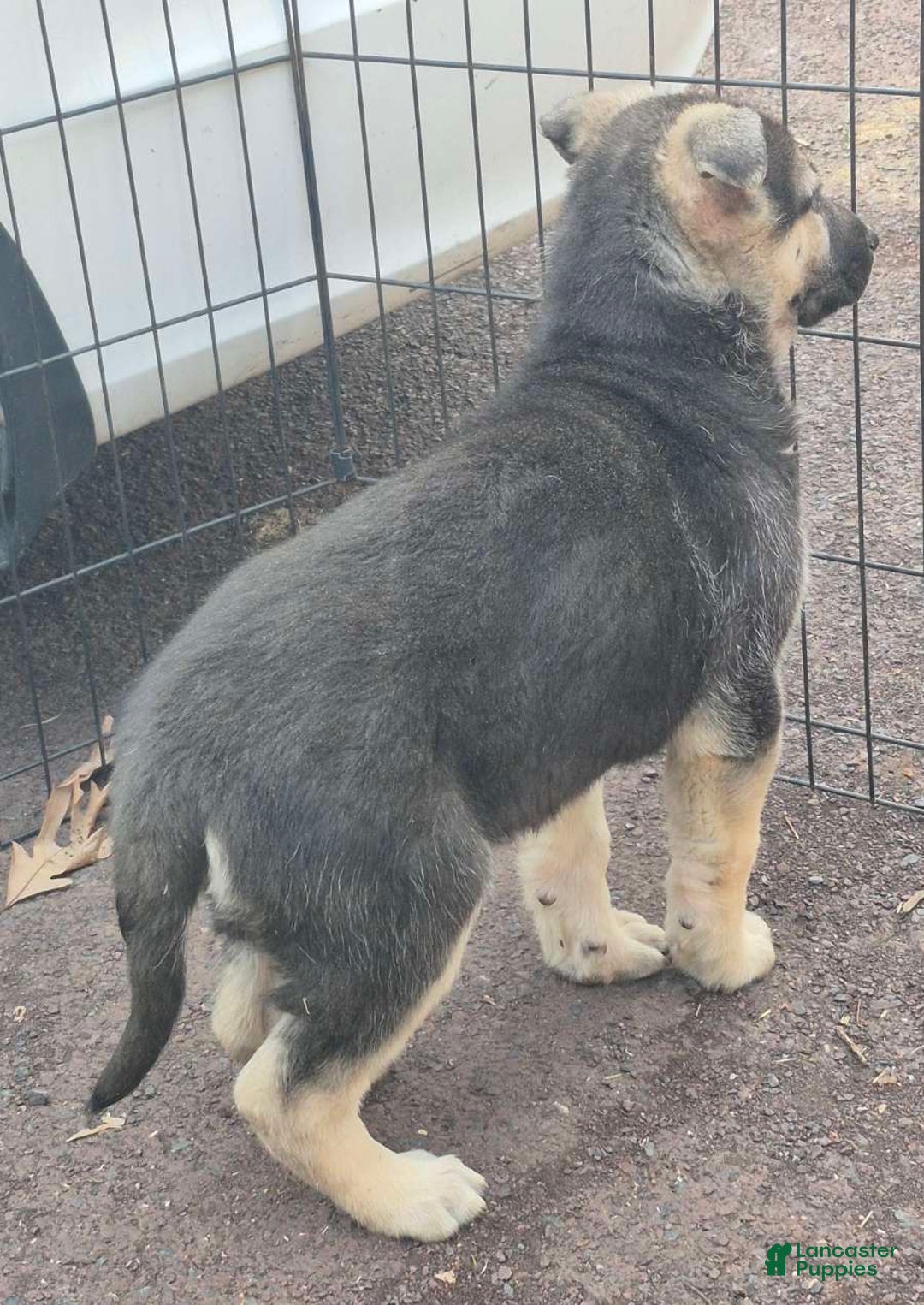 German Shepherd dogs for sale: German Shepherd Puppy  - Ad 4