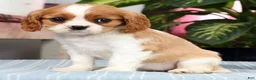 Cavalier King Charles Spaniel dogs for sale: Paige - Ad 4