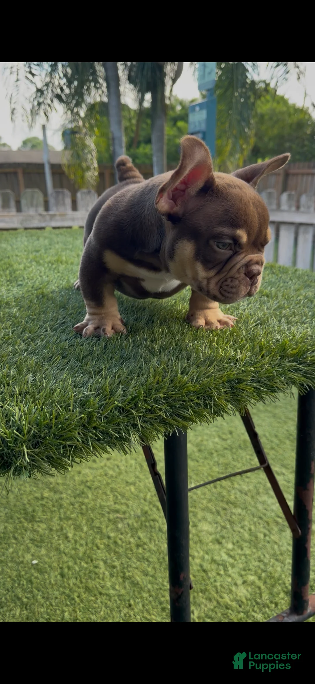 American Bully dogs for sale: Showstoppa - Ad 2