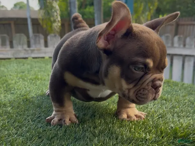 American Bully dogs for sale: Showstoppa - Ad 2