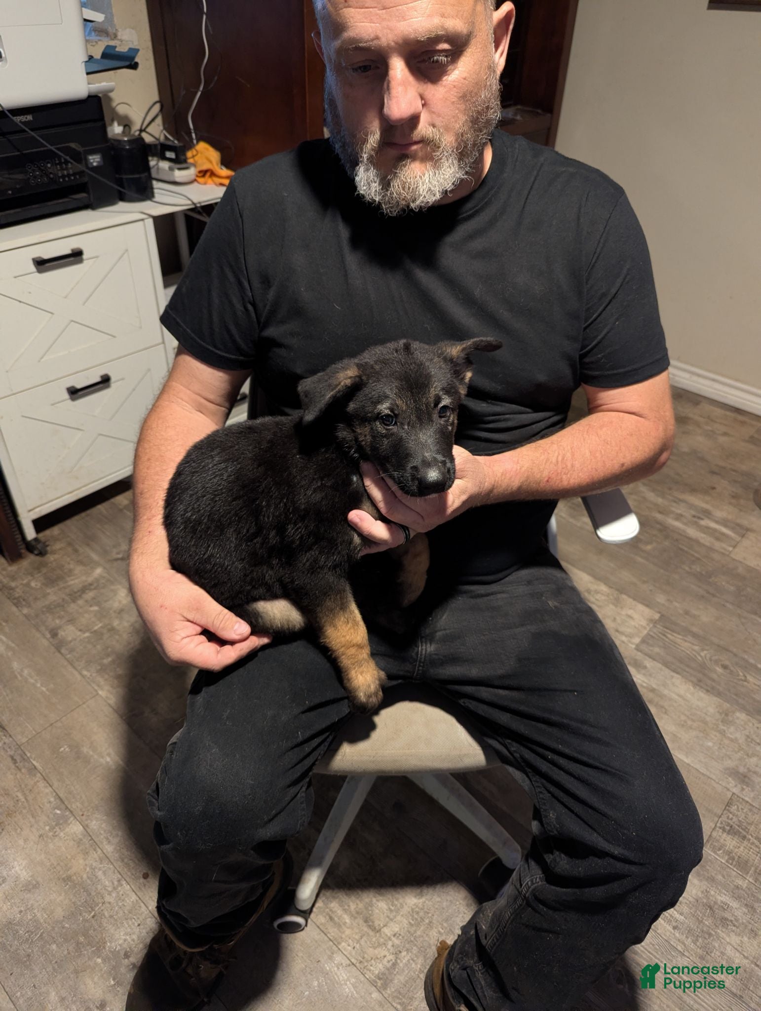 Belgian Malinois dogs Apollo (baby blue collar) - Ad 2