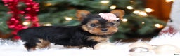 Yorkshire Terrier dogs for sale: Quinn - Ad 6
