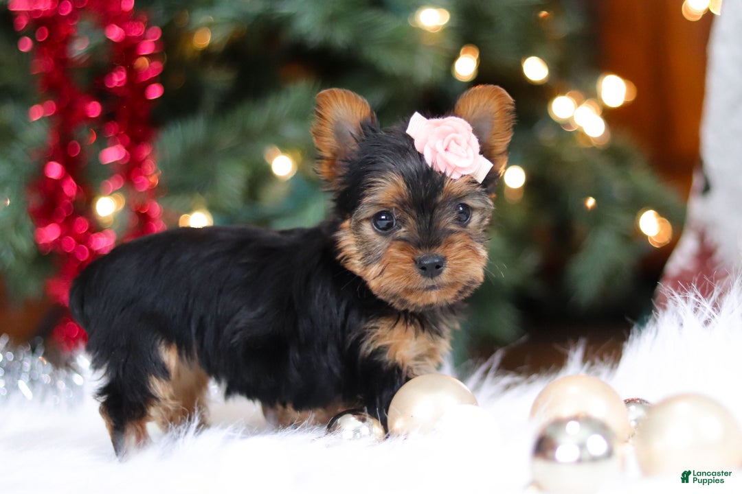 Yorkshire Terrier dogs for sale: Quinn - Ad 6