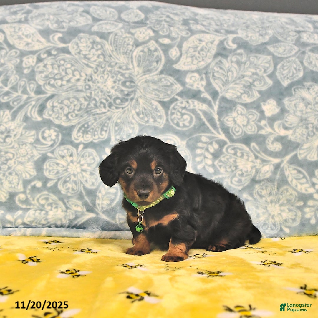 Miniature Dachshund dogs for sale: Prince   - Ad 7