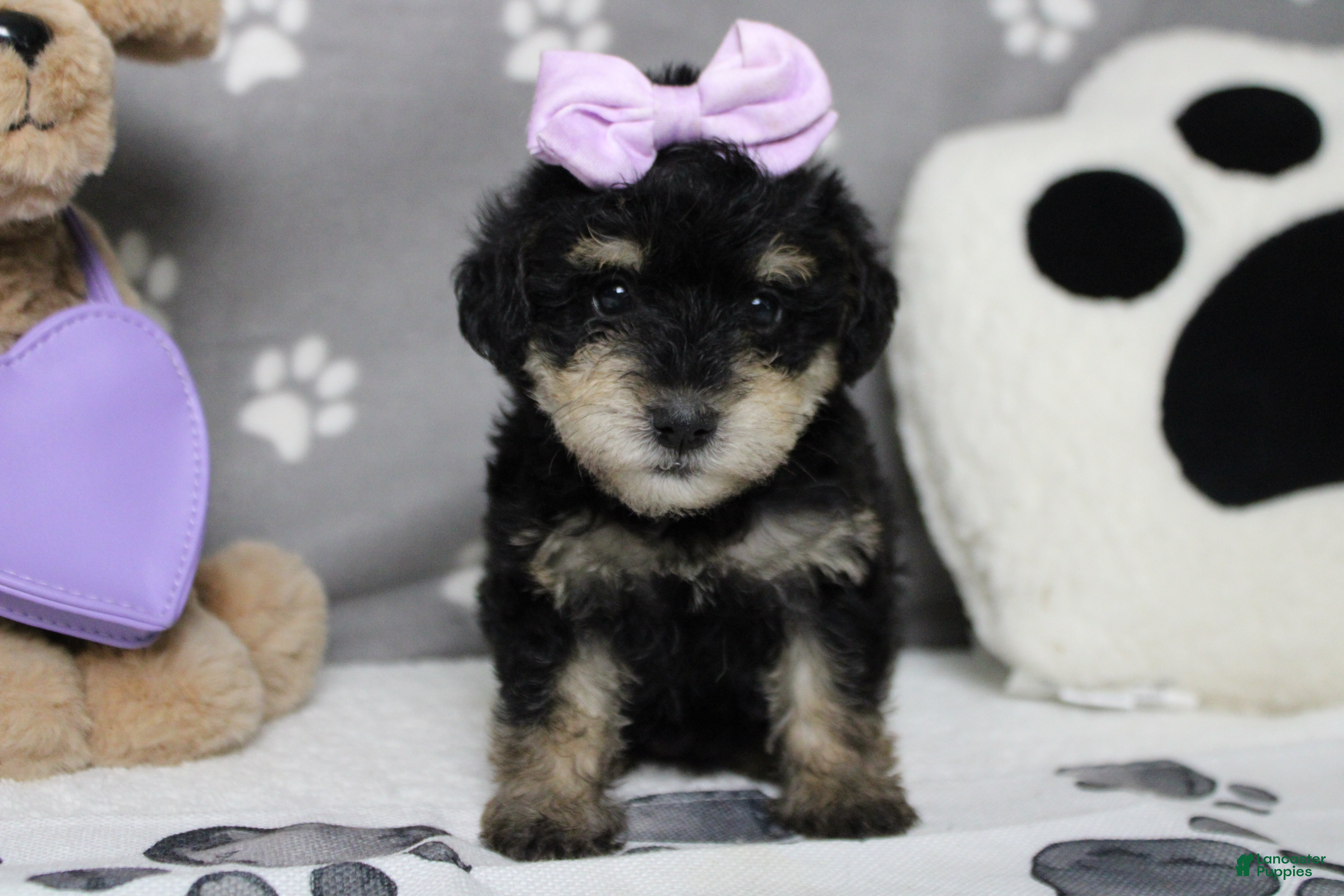 Schnoodle dogs Rose - Ad 3