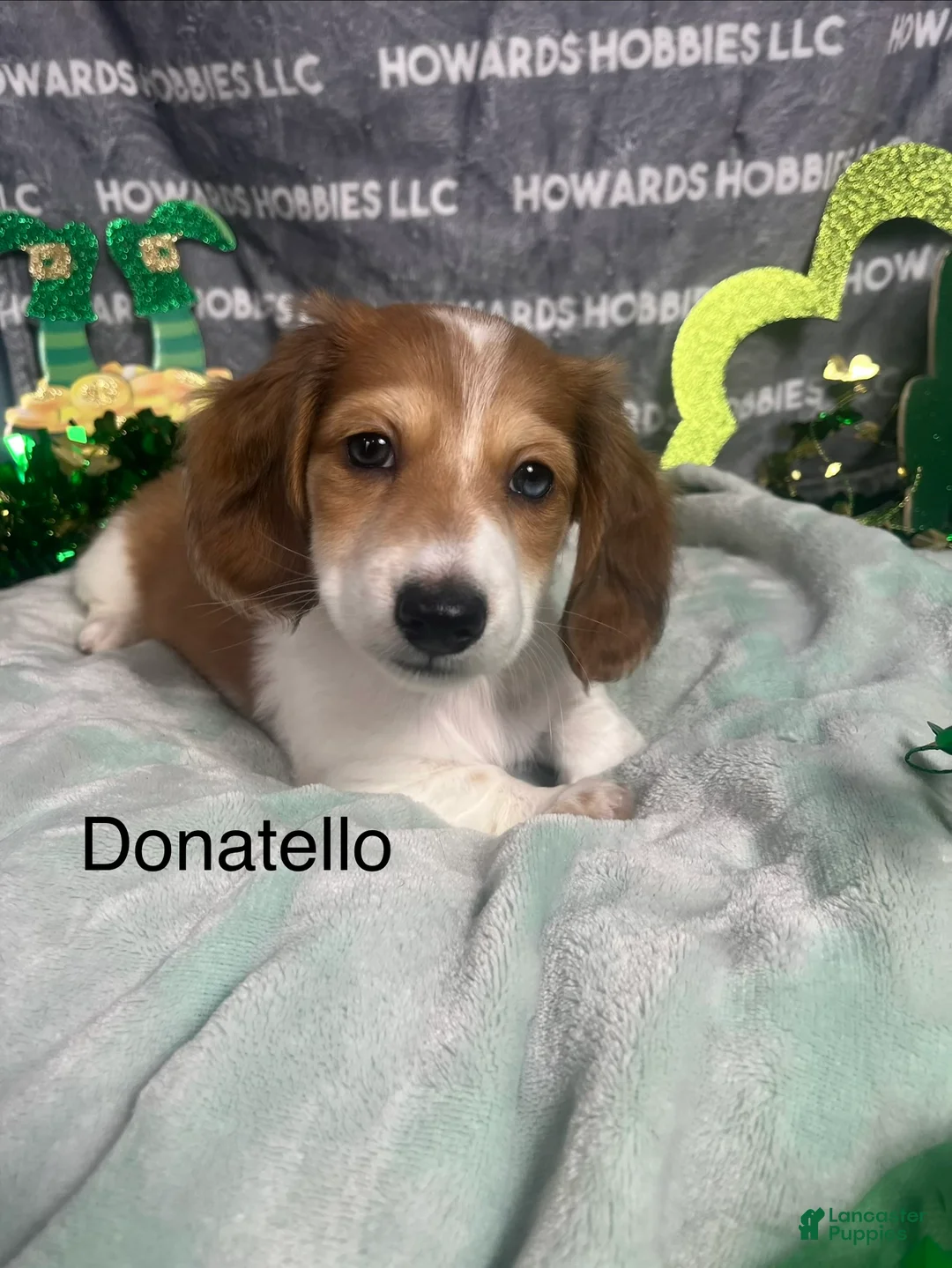 Miniature Dachshund dogs for sale: Donatello - Ad 1