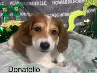 Miniature Dachshund dogs Donatello - Ad 19