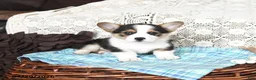 Welsh Corgi Pembroke dogs for sale: Canter - Ad 4