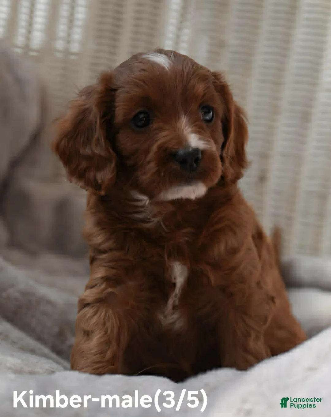 Cavapoo dogs for sale: KIMBER - Ad 2