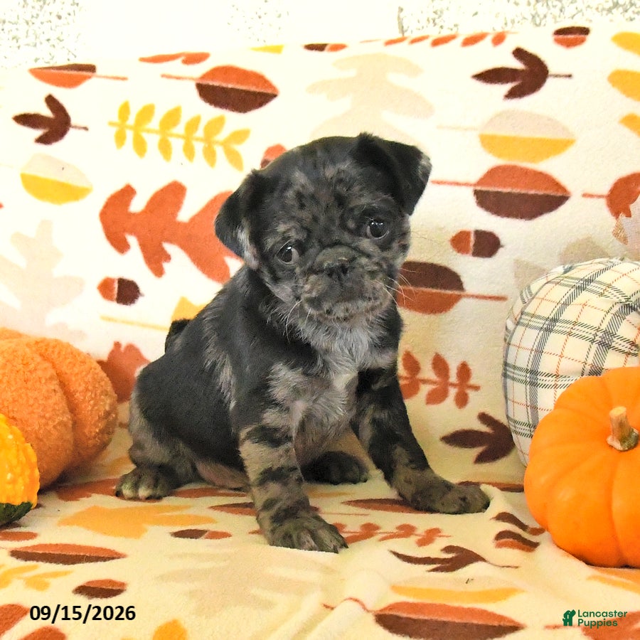 Pug dogs Chip - Ad 2
